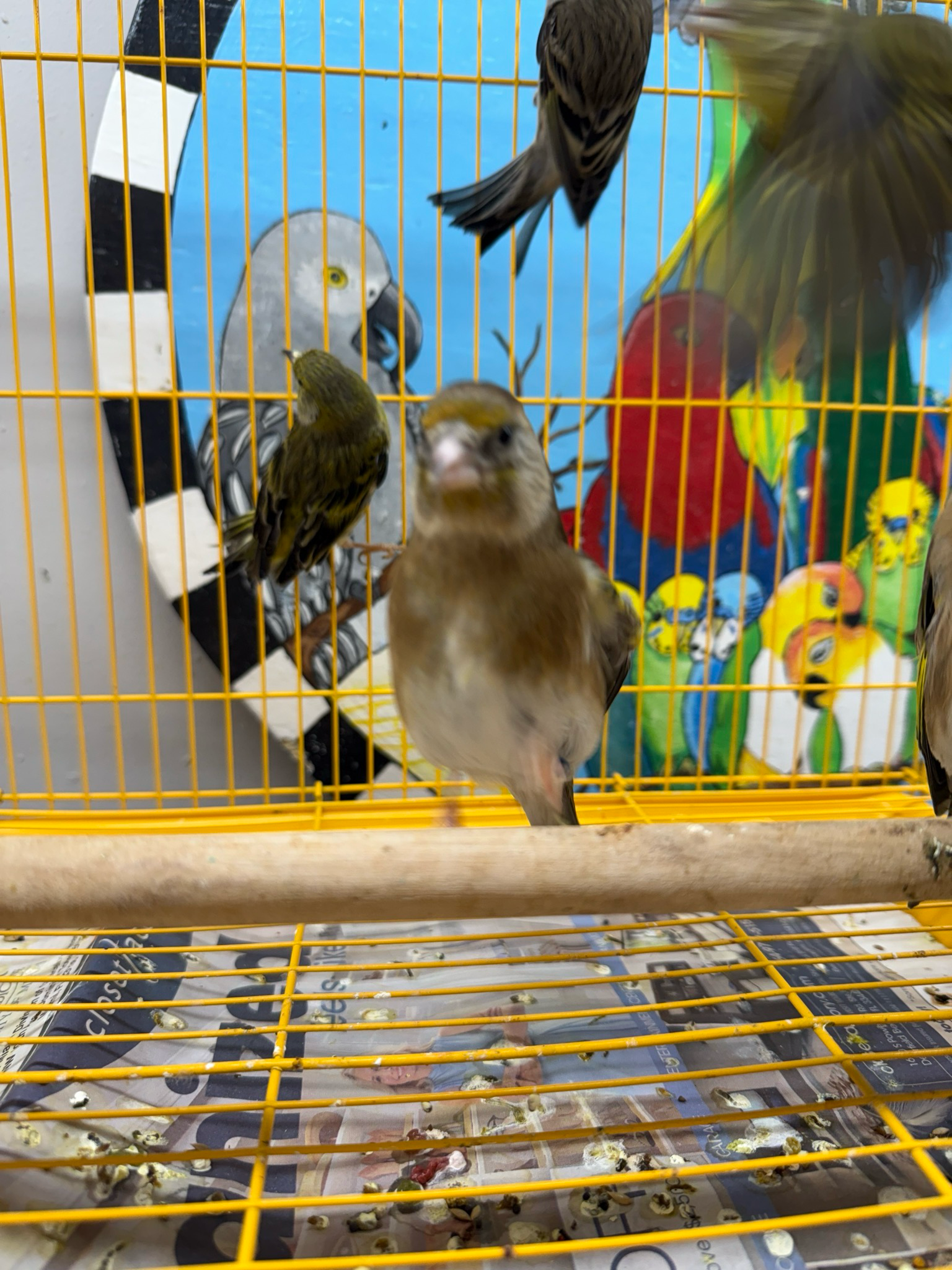 Goldfinch Cross (himalayan X Canary)