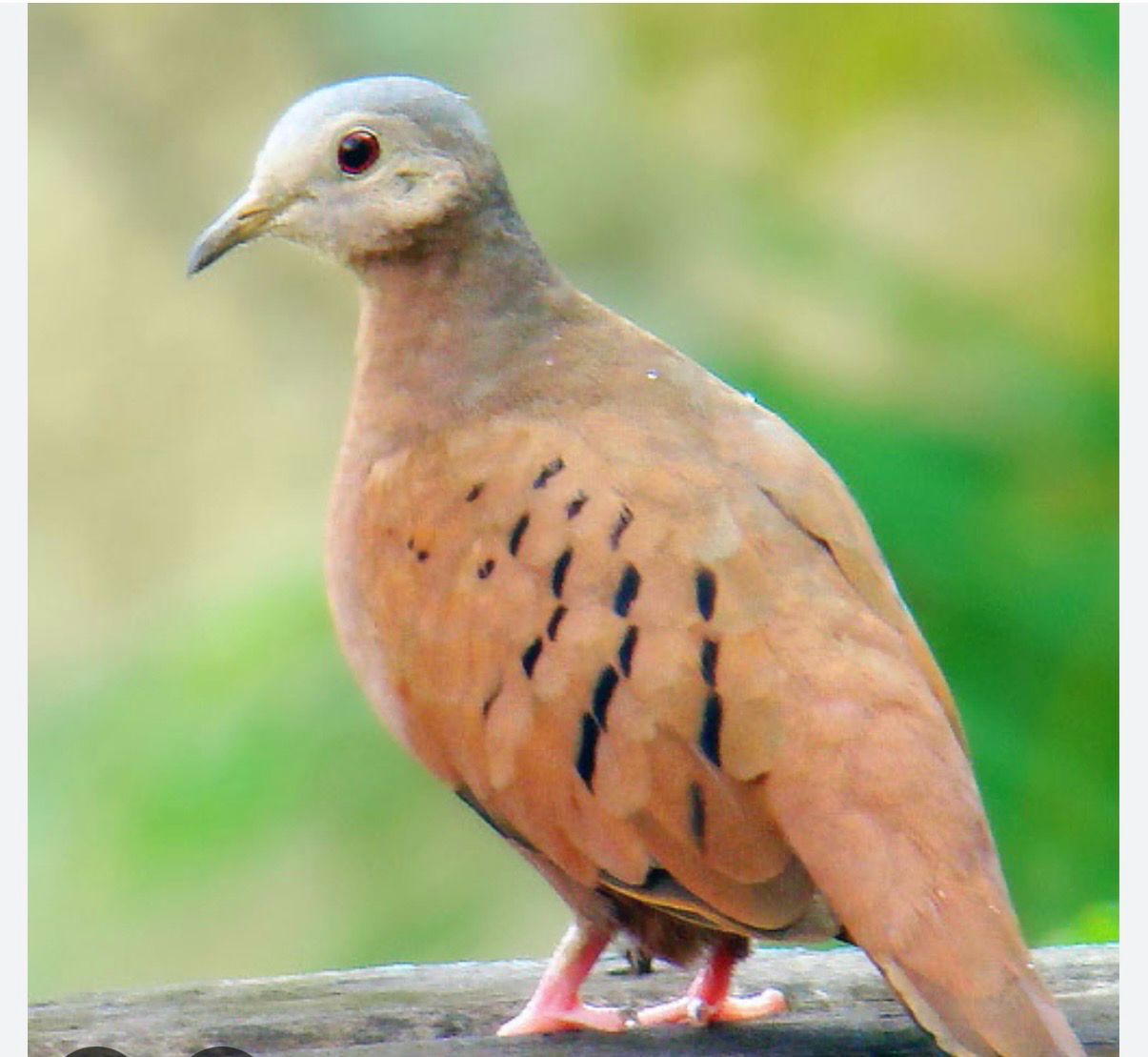 Doves Rudy Ground Doves
