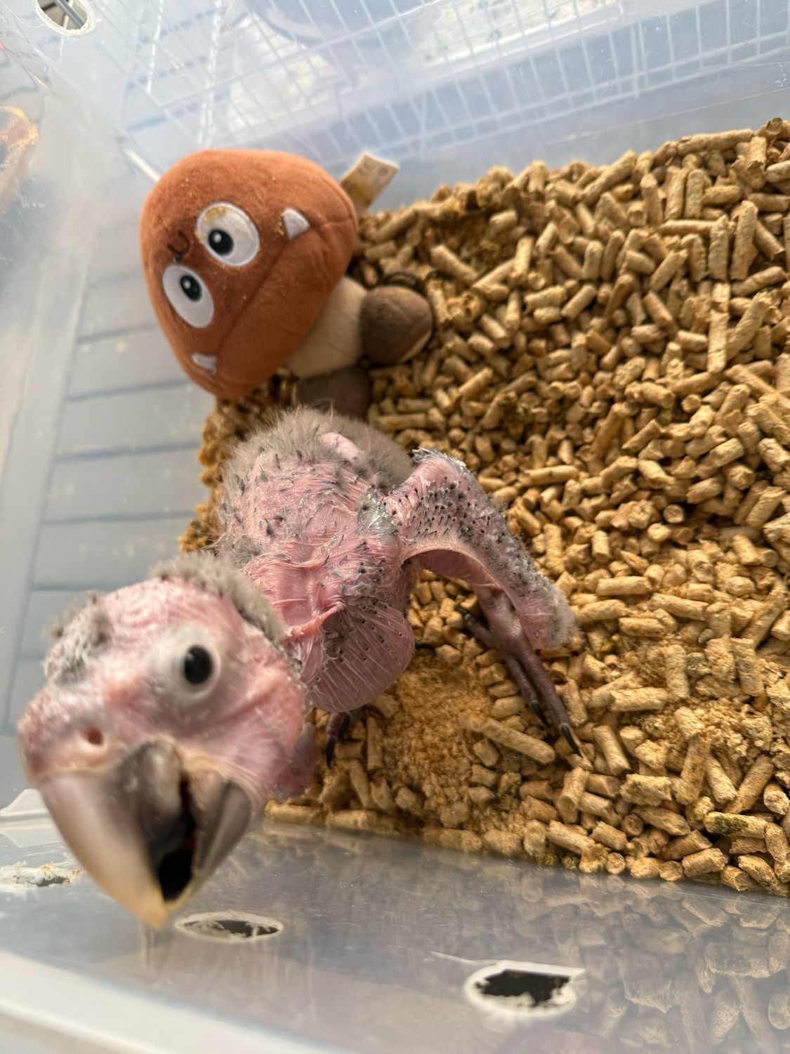 Macaw Calico