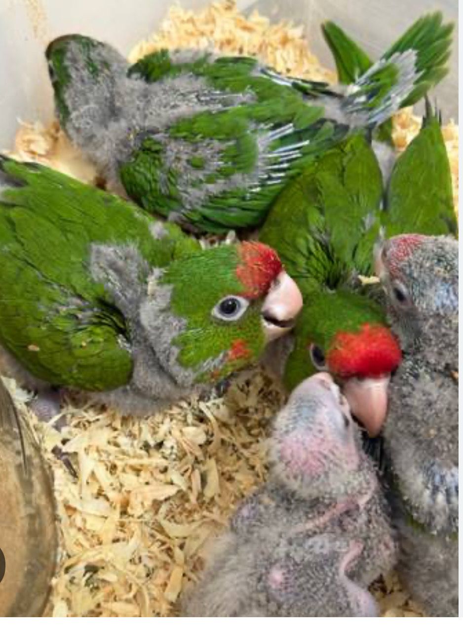 Conure Cherry Head