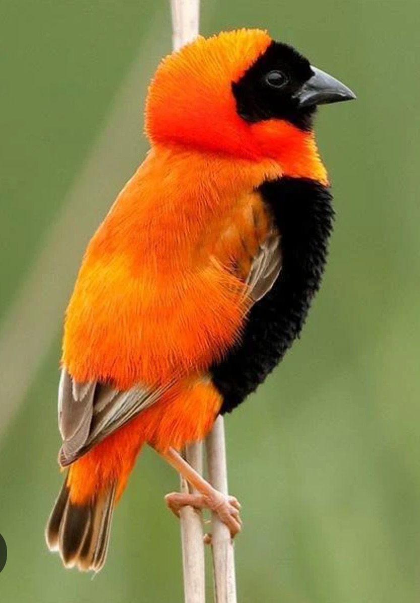 Orange Weavers