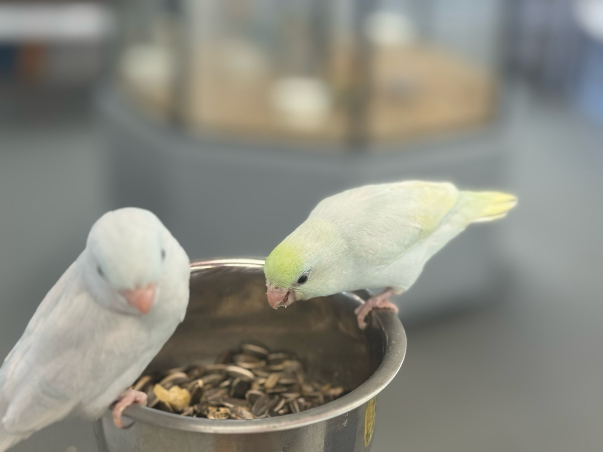 Parrotlet Babies