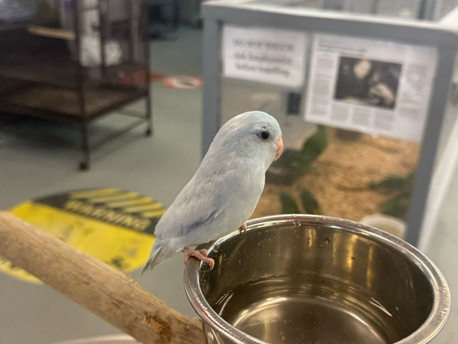 Parrotlet Babies