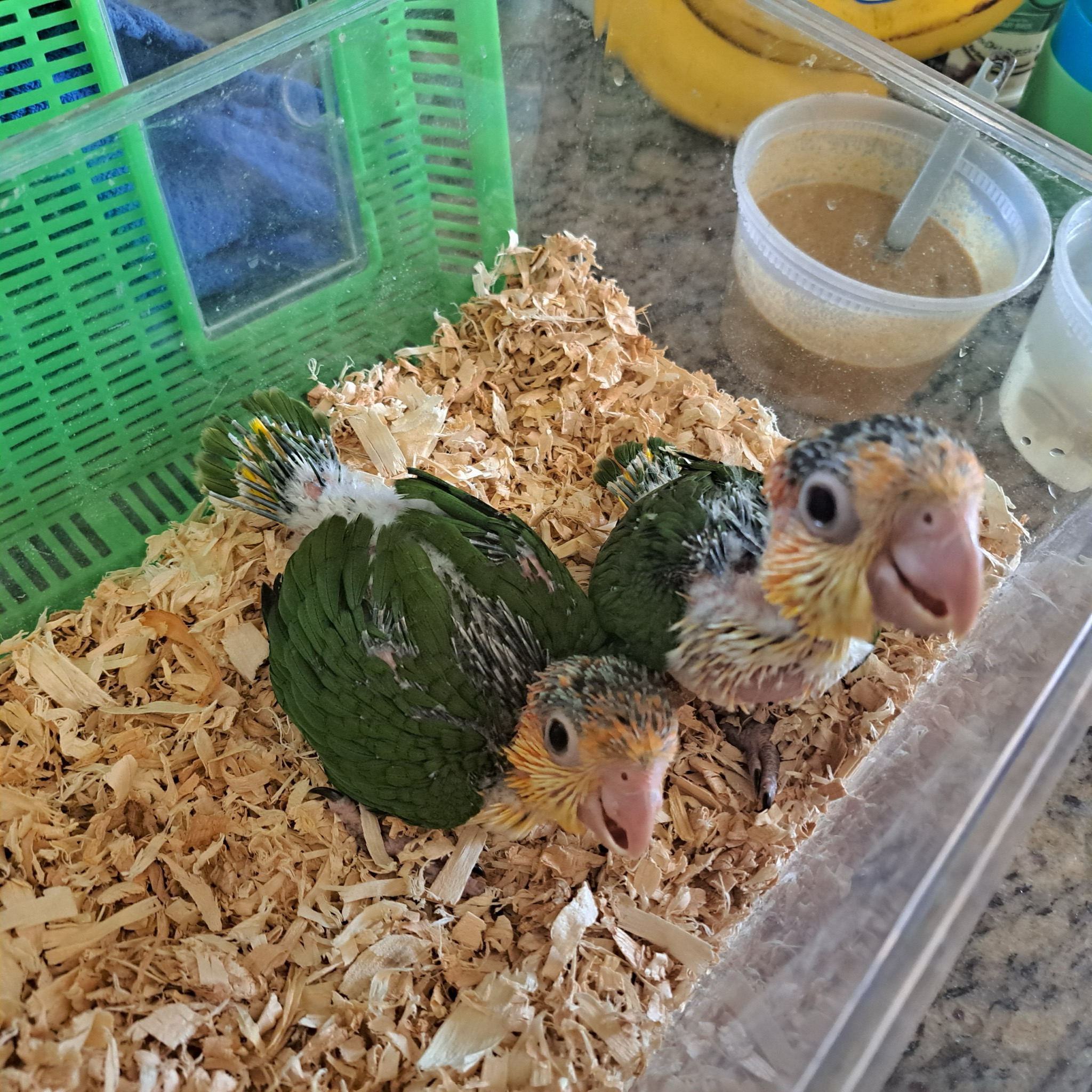 White Belly Caique