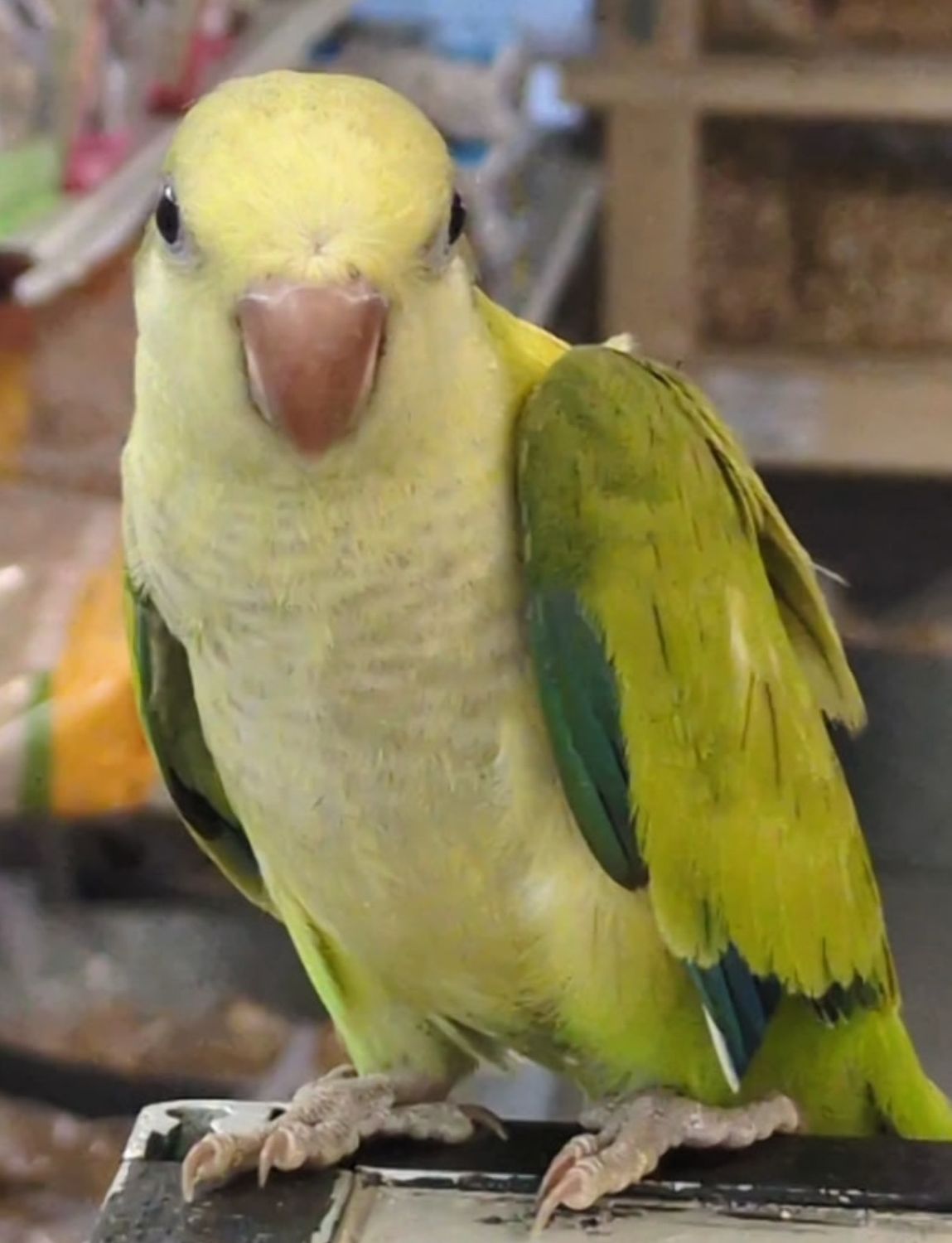 Quakers Green Opaline