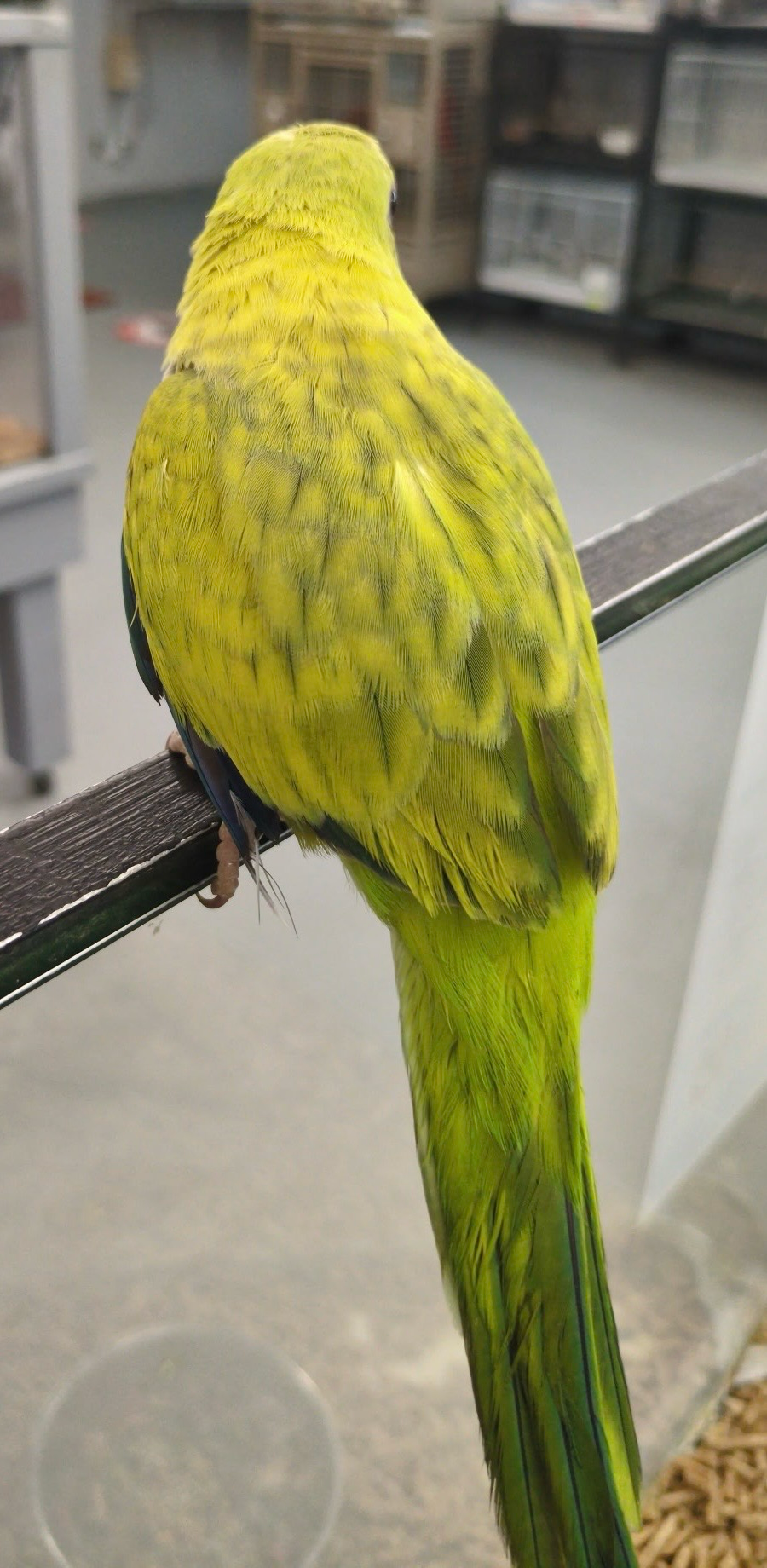 Quakers Green Opaline