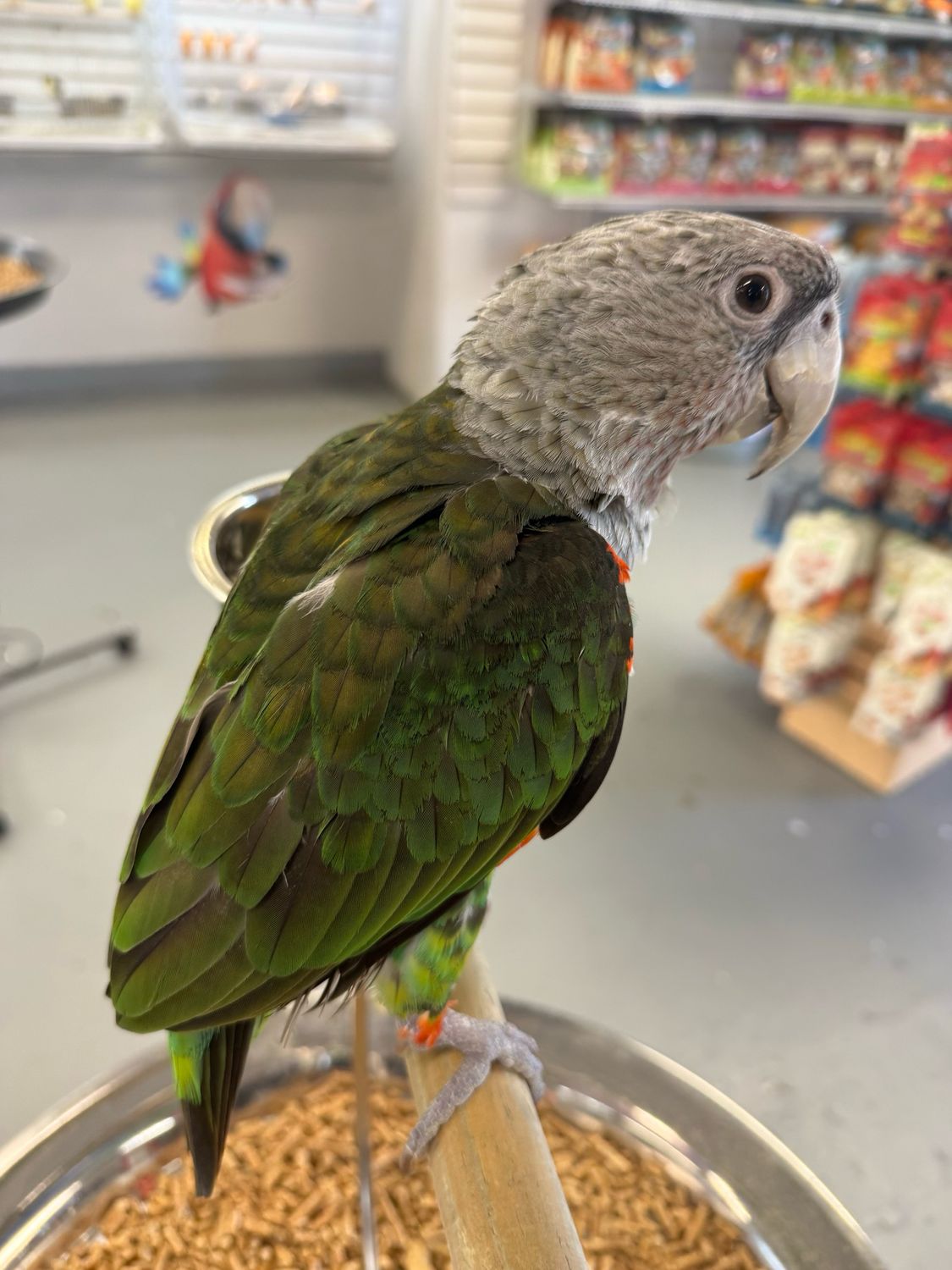 Cape Parrot
