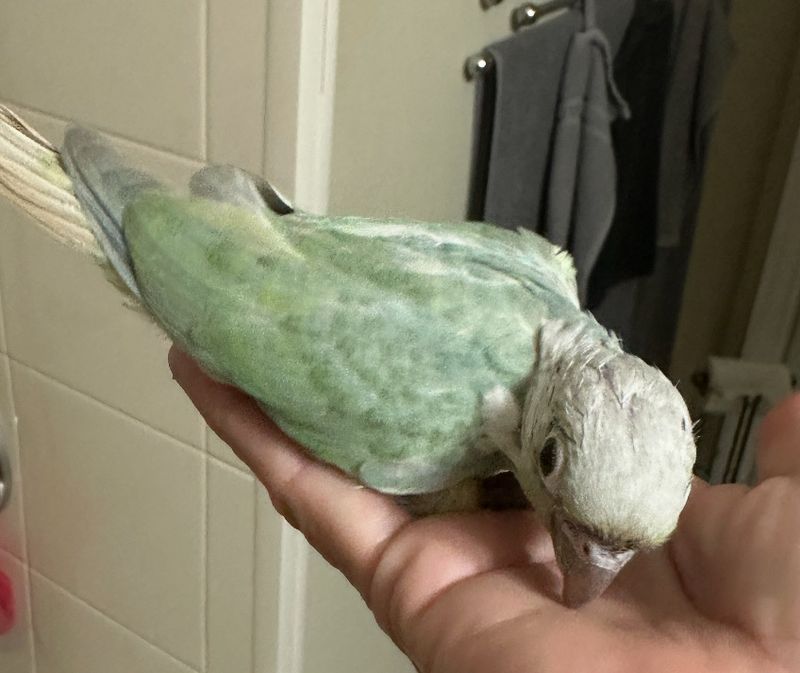 Conure Opermint