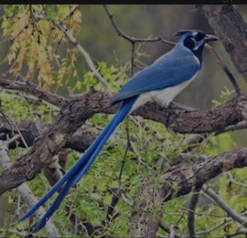 Black Throated Magpie Jay