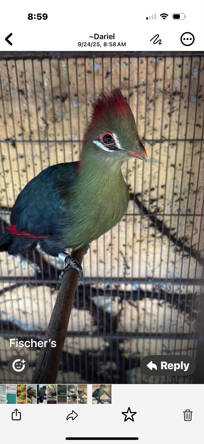 Persa Turaco