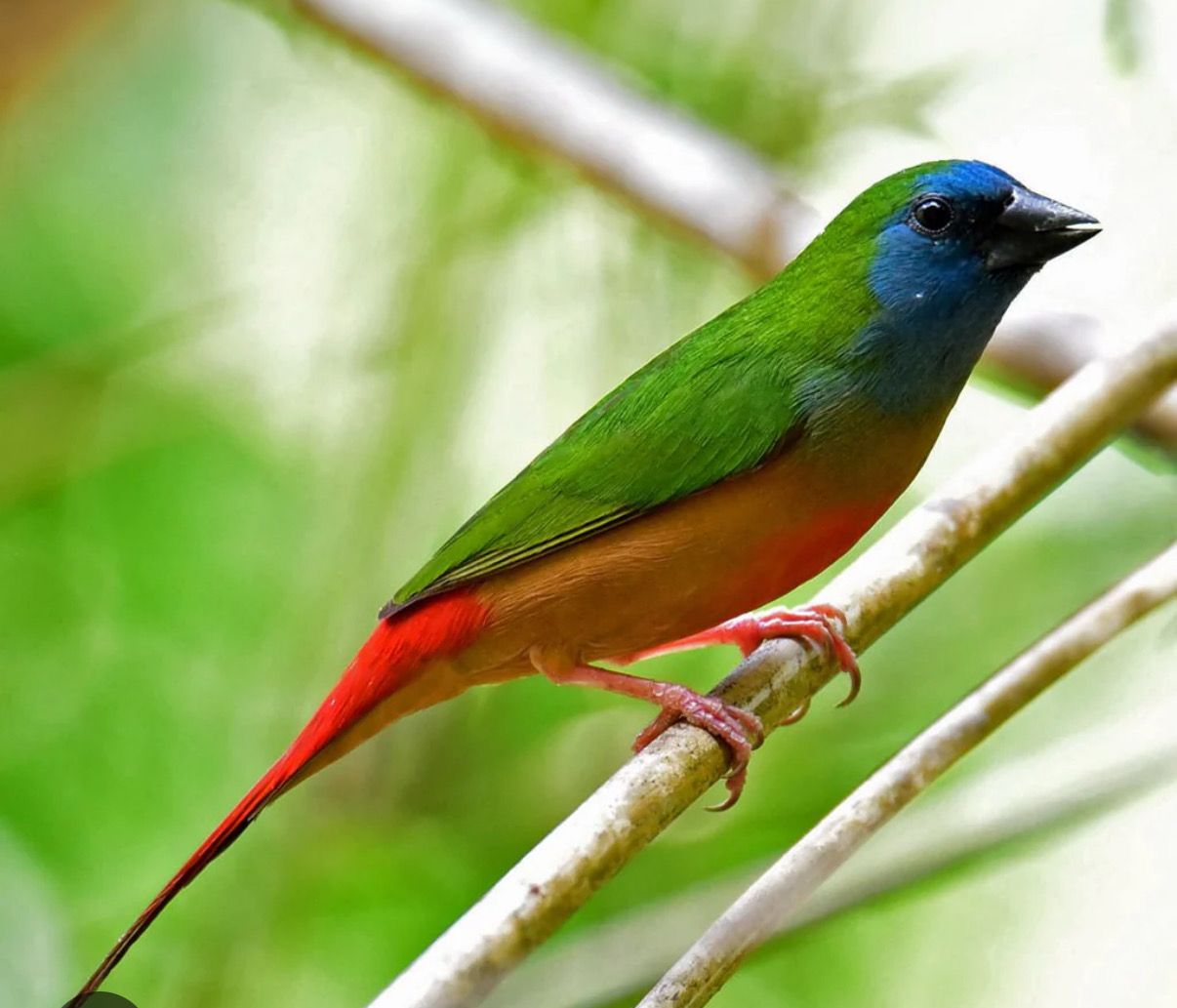 Pintail Parrot Finch