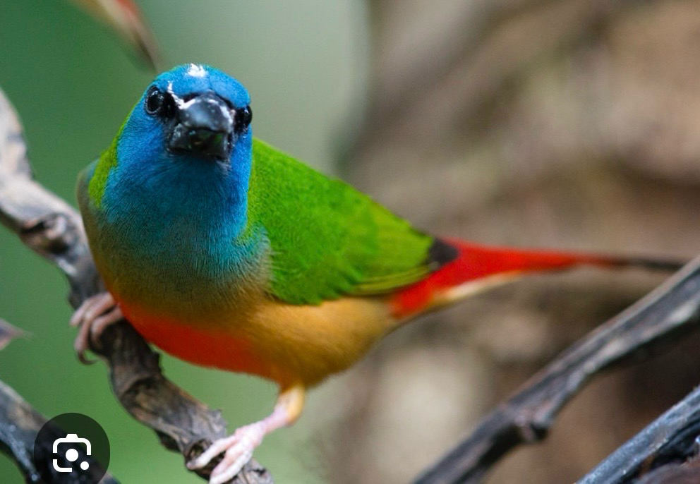 Pintail Parrot Finch