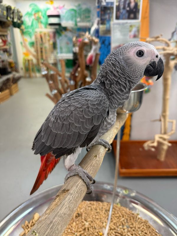 African Gray Baby