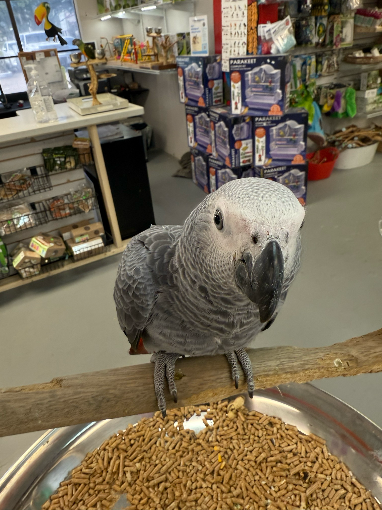 African Gray Baby