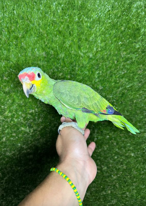 Amazon Red lored Babies