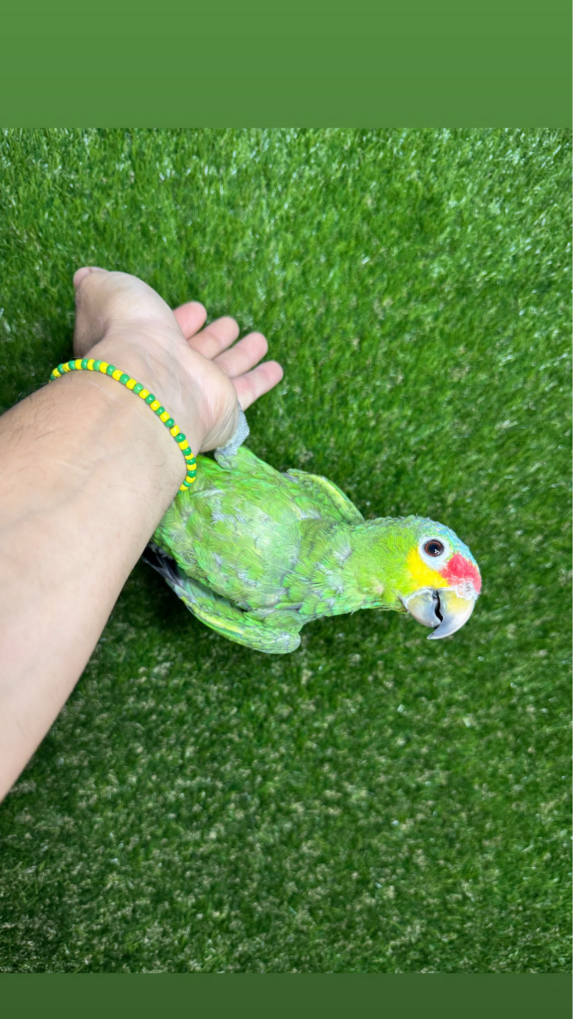 Amazon Red lored Babies