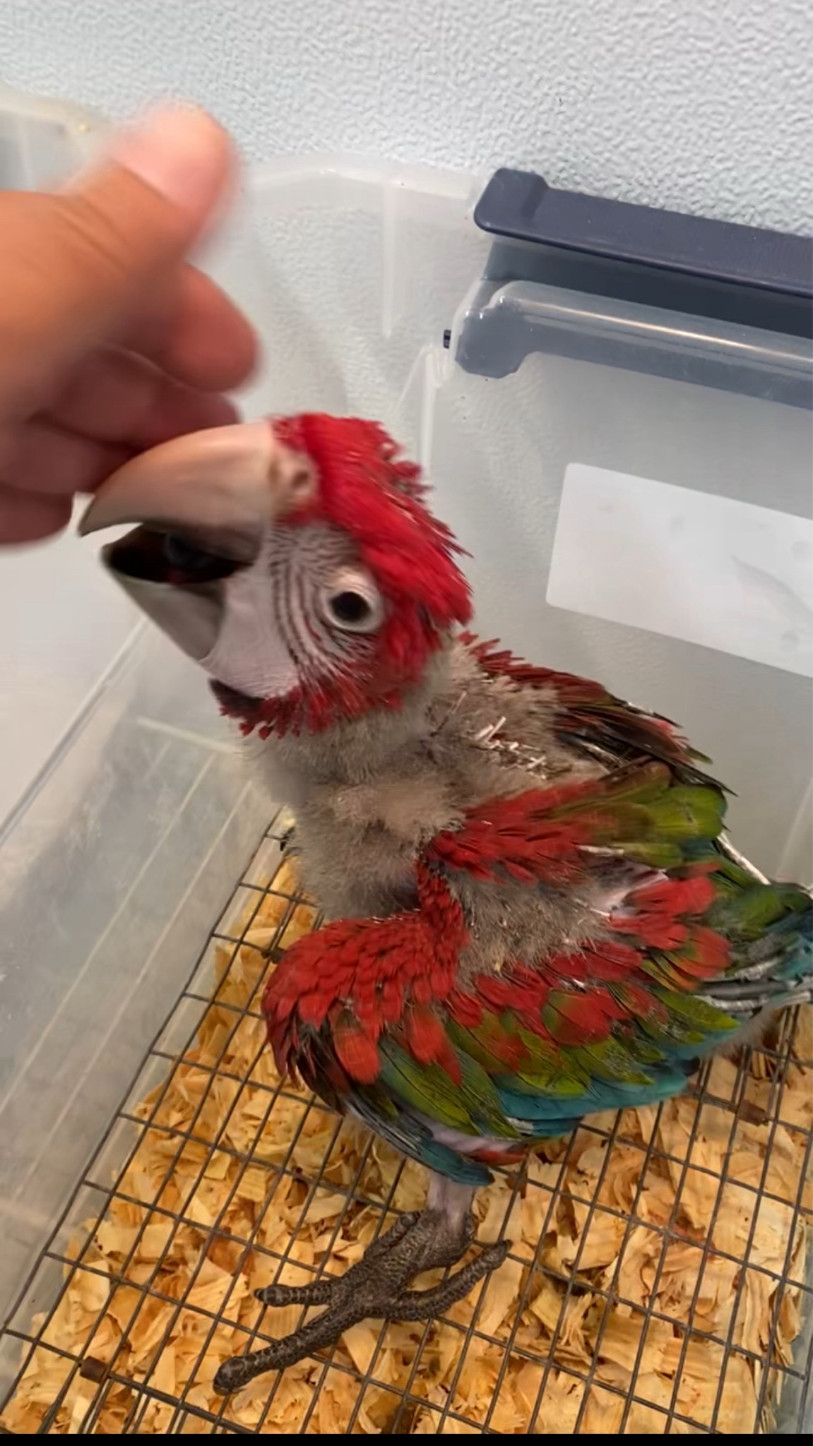 Macaw Greenwing Baby