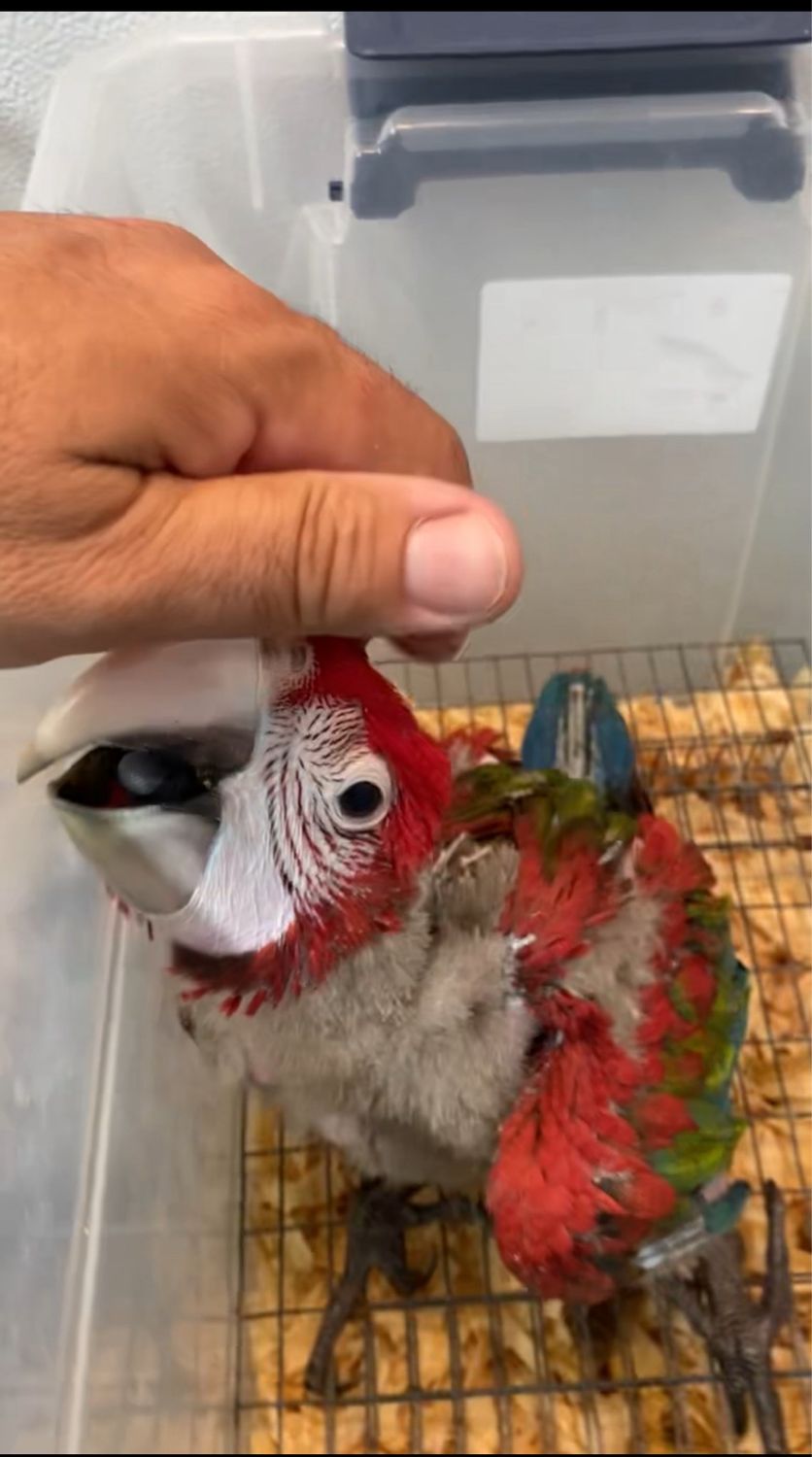 Macaw Greenwing Baby