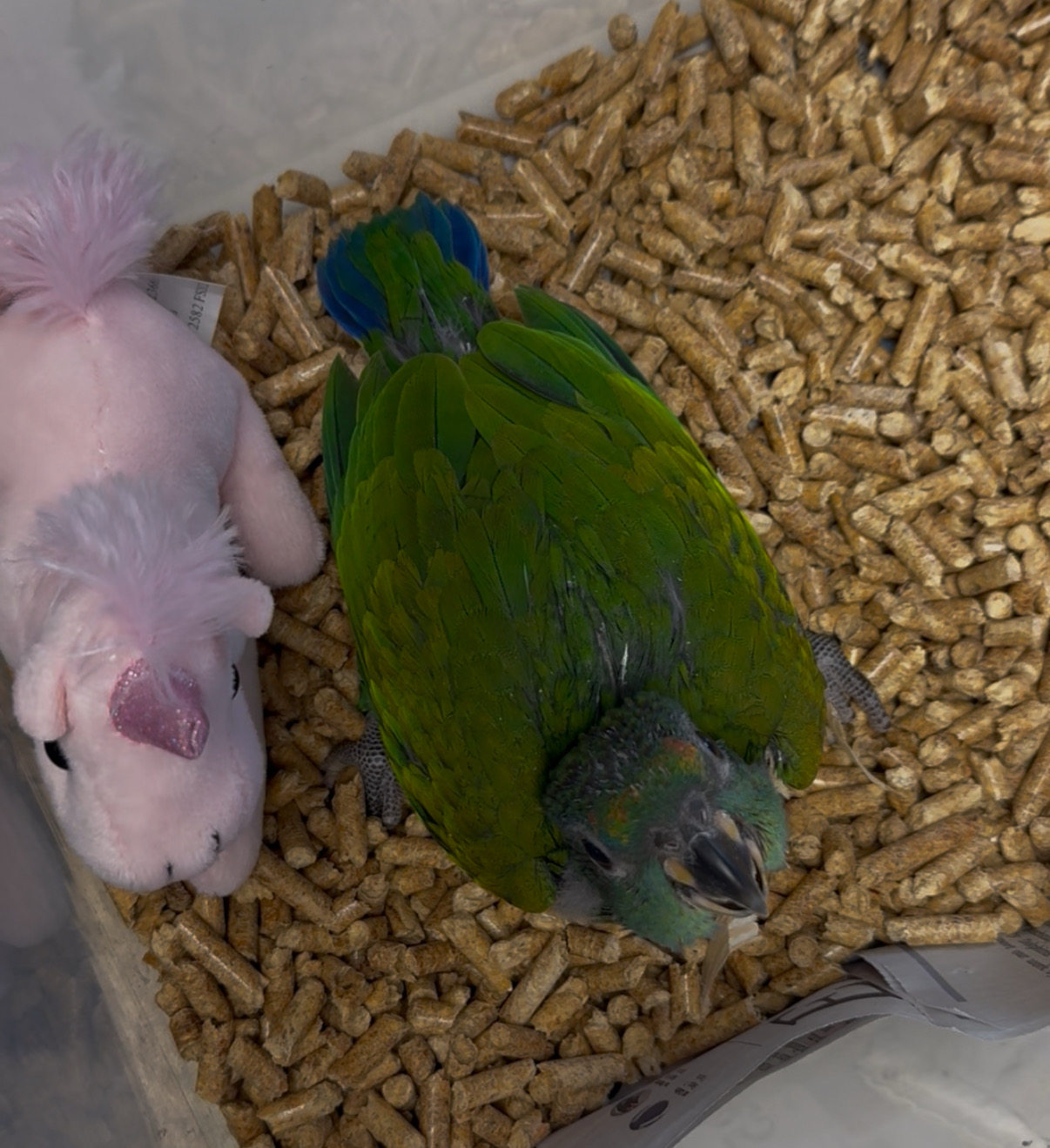 Pionus Blue Head
