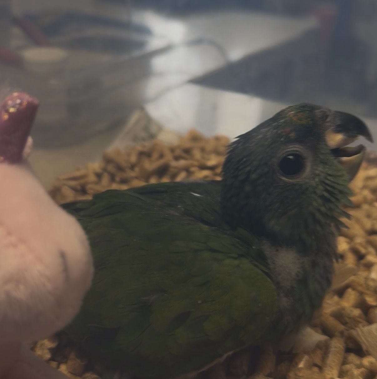 Pionus Blue Head