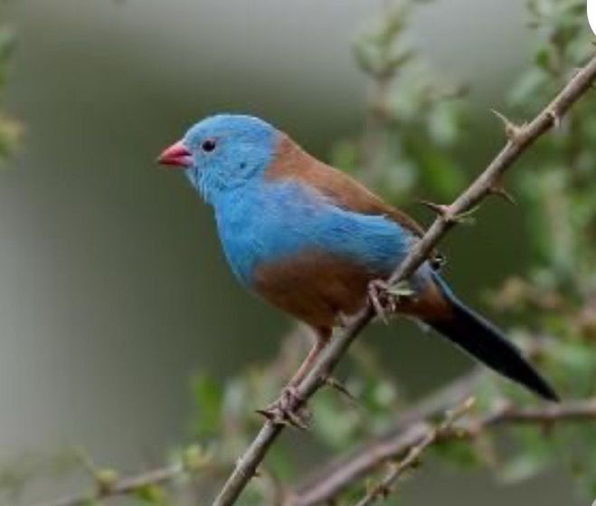 Cordon Bleu  Blue Cap Cordon Bleu  Blue Cap