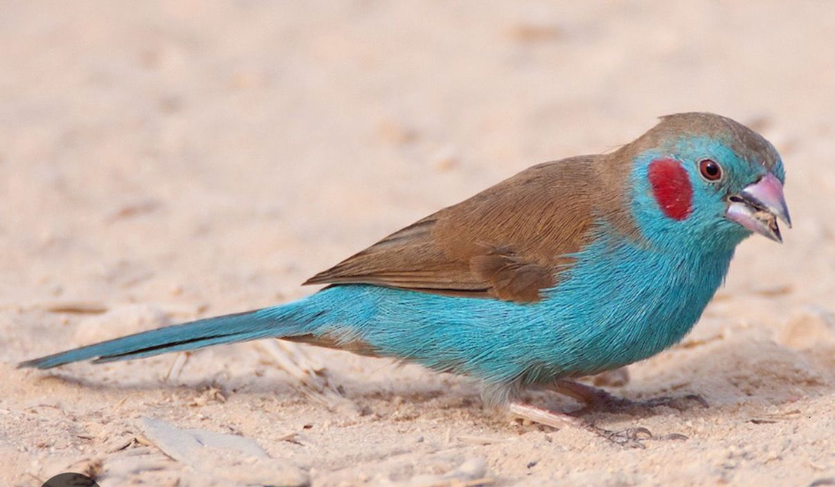 Cordon Bleu Red Cheek Cordon Bleu Red Cheek