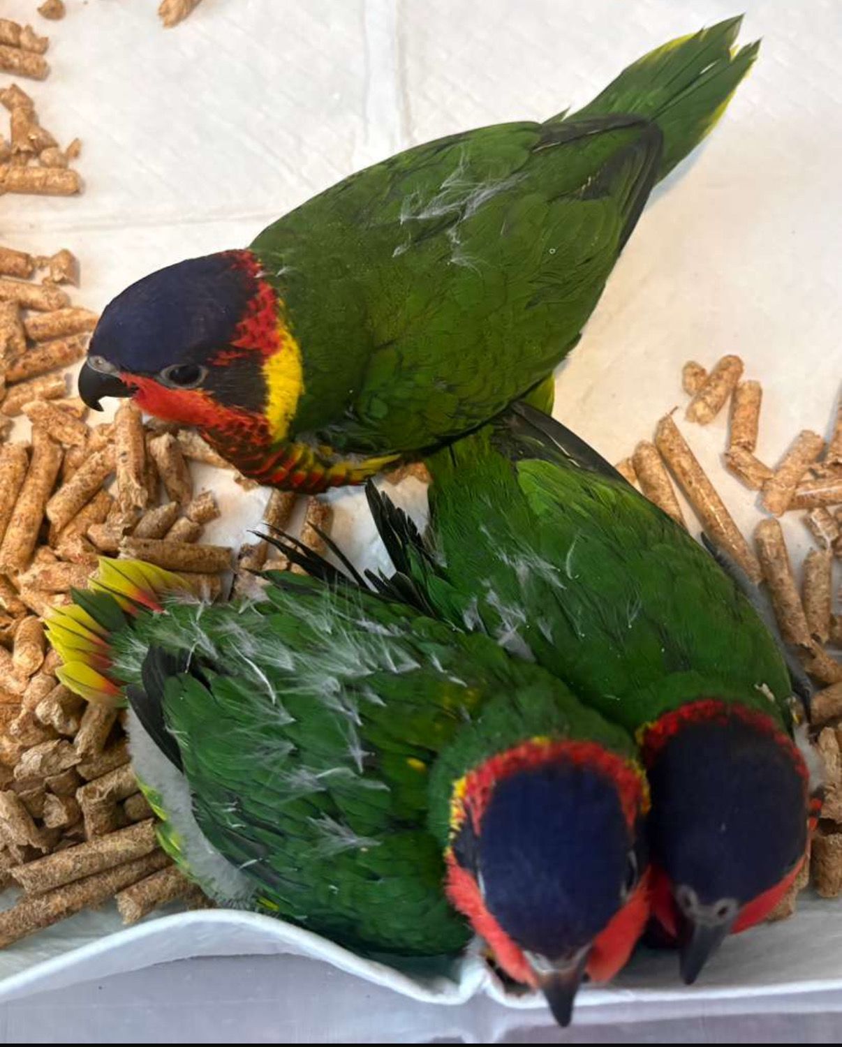 Ornate Lorikeets