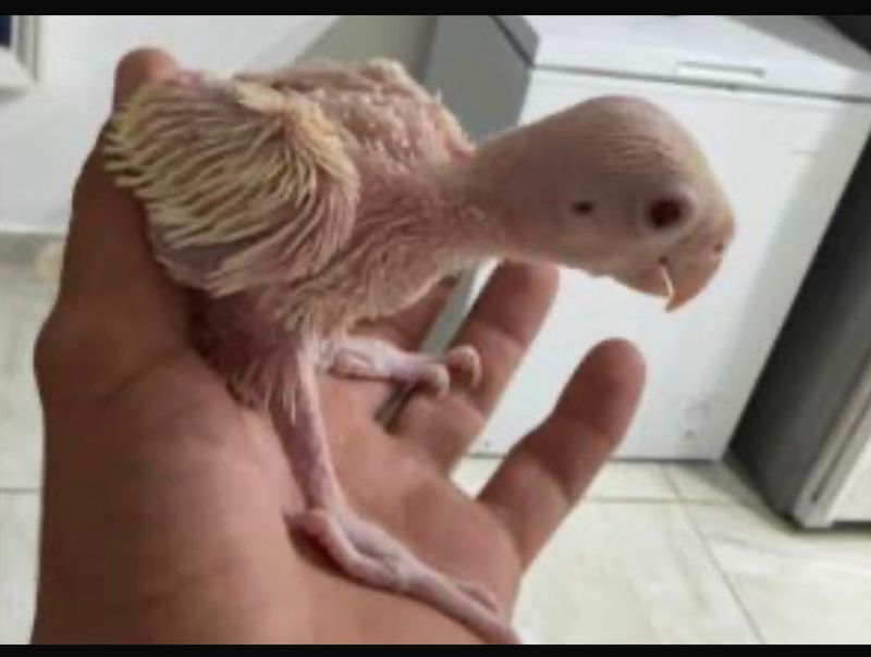 Indian Ring Neck Cremino