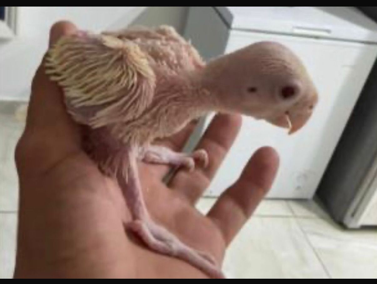 Indian Ring Neck Cremino Indian Ring Neck Cremino