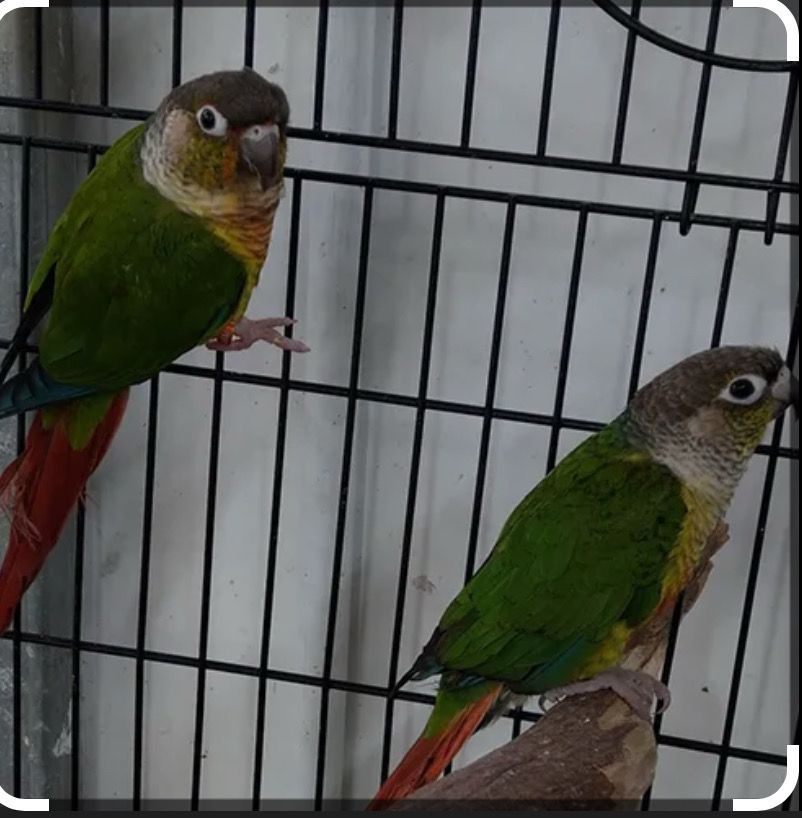 Conure Green Cheek Breeding Pair