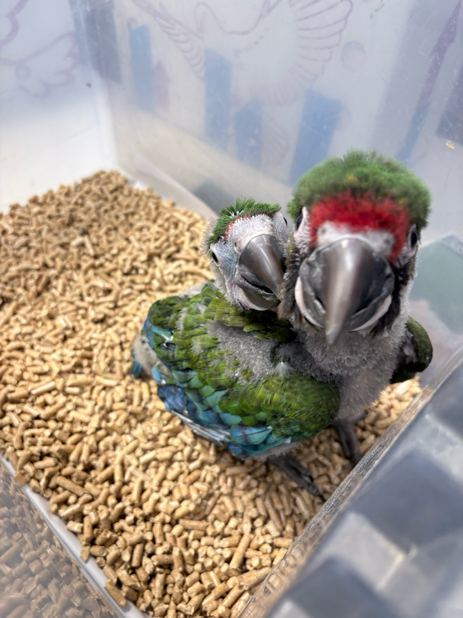 Macaw Buffons Babies