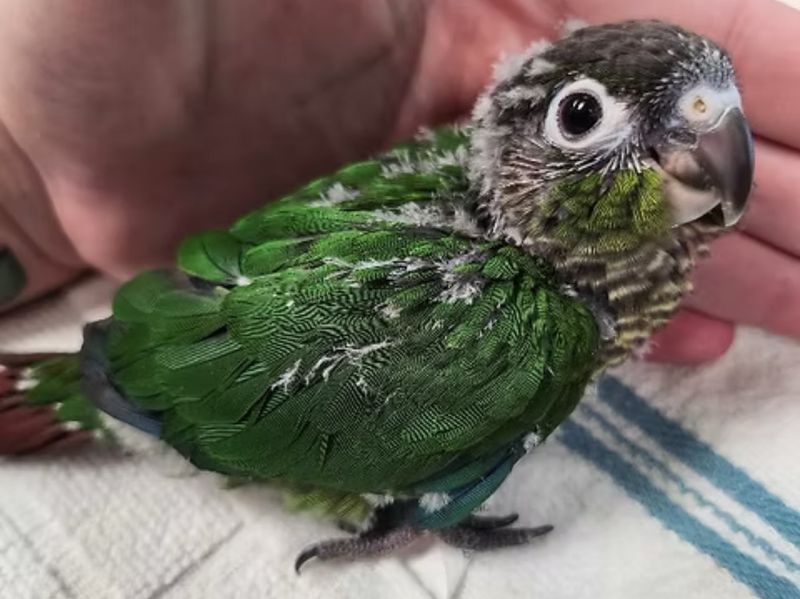 Green Cheek Conures
