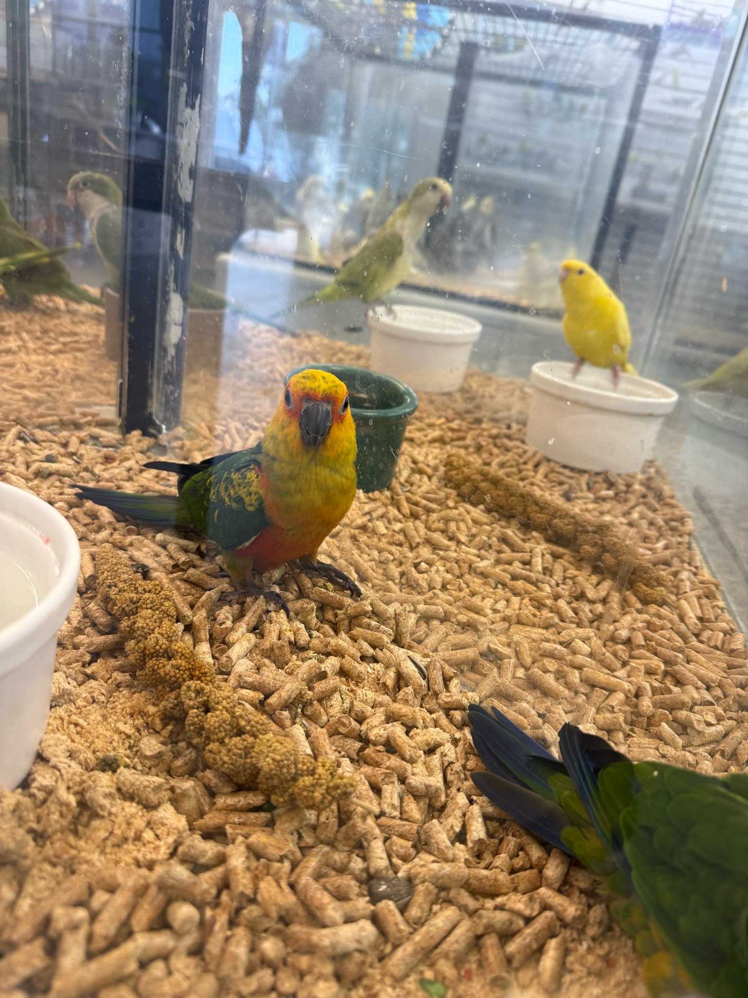 Conures Jenday