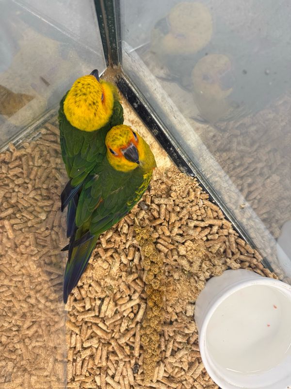 Conures Jenday