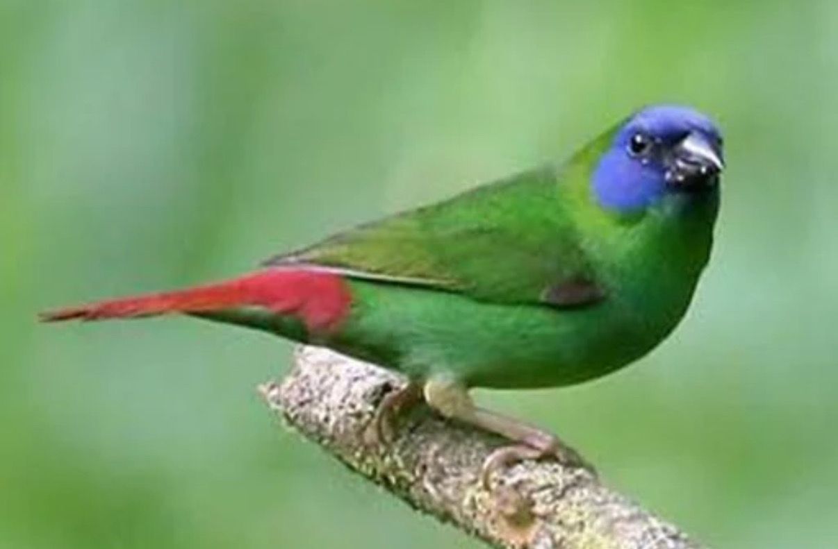 Blue Face Parrot Finch