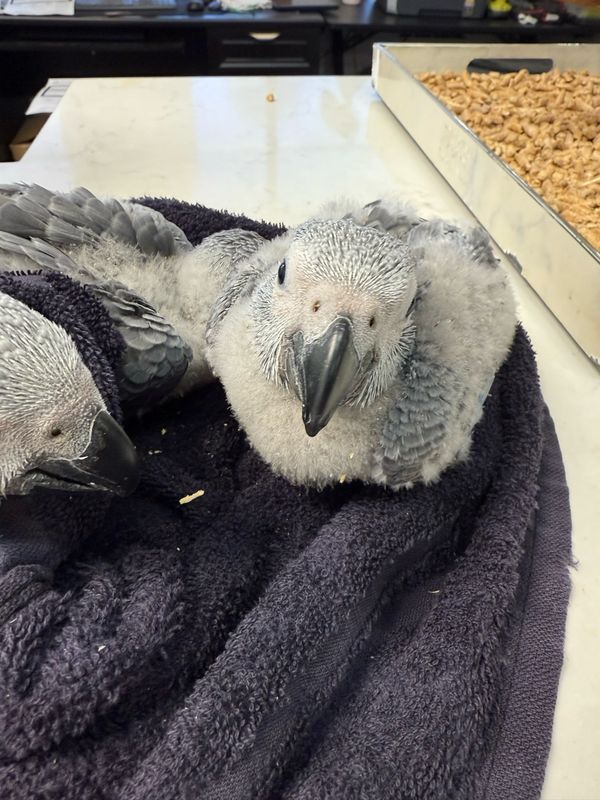 African Gray Congo Baby