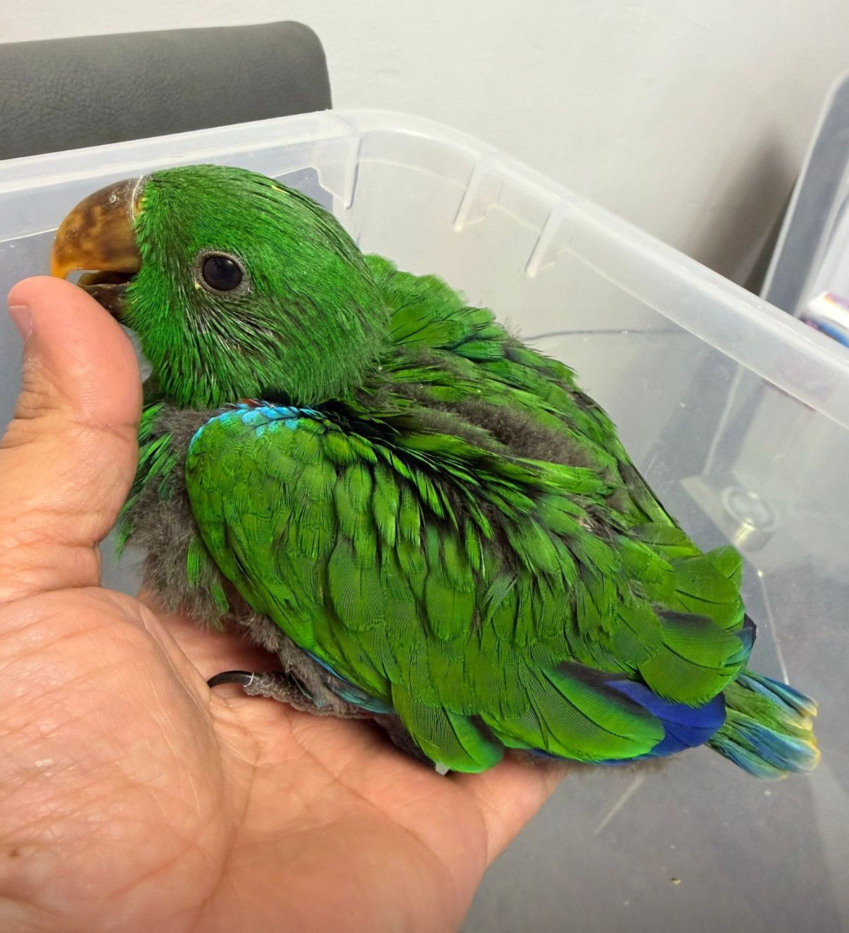 Eclectus Male