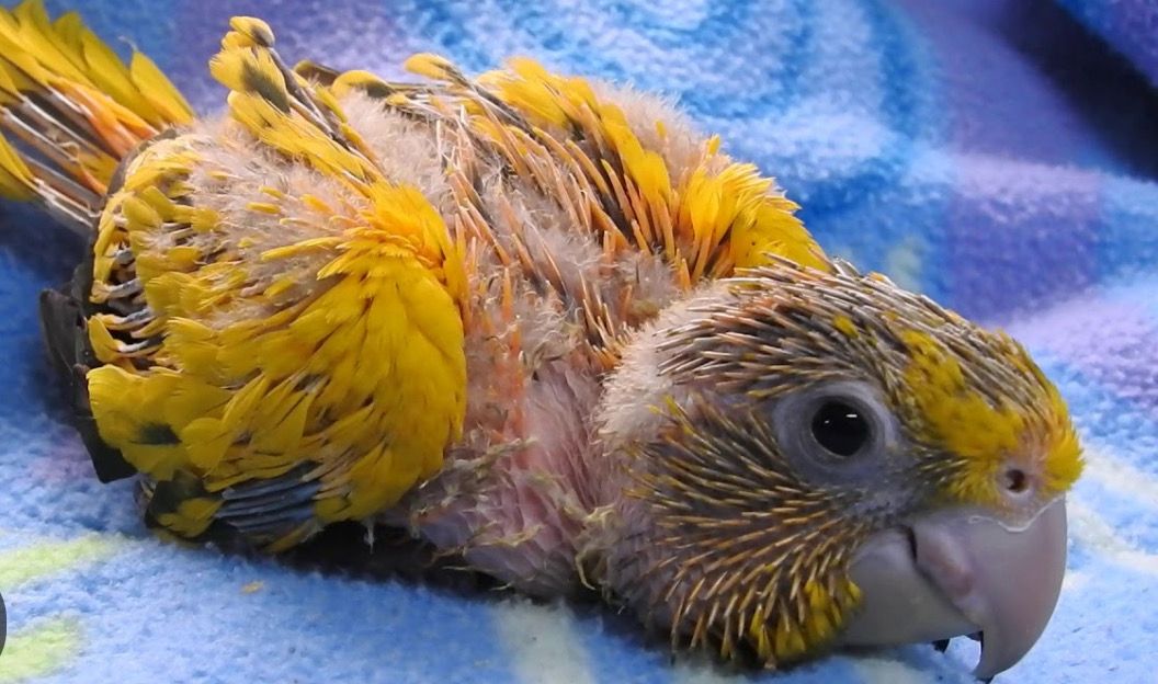 Conure Queen Of Bavaria (golden)