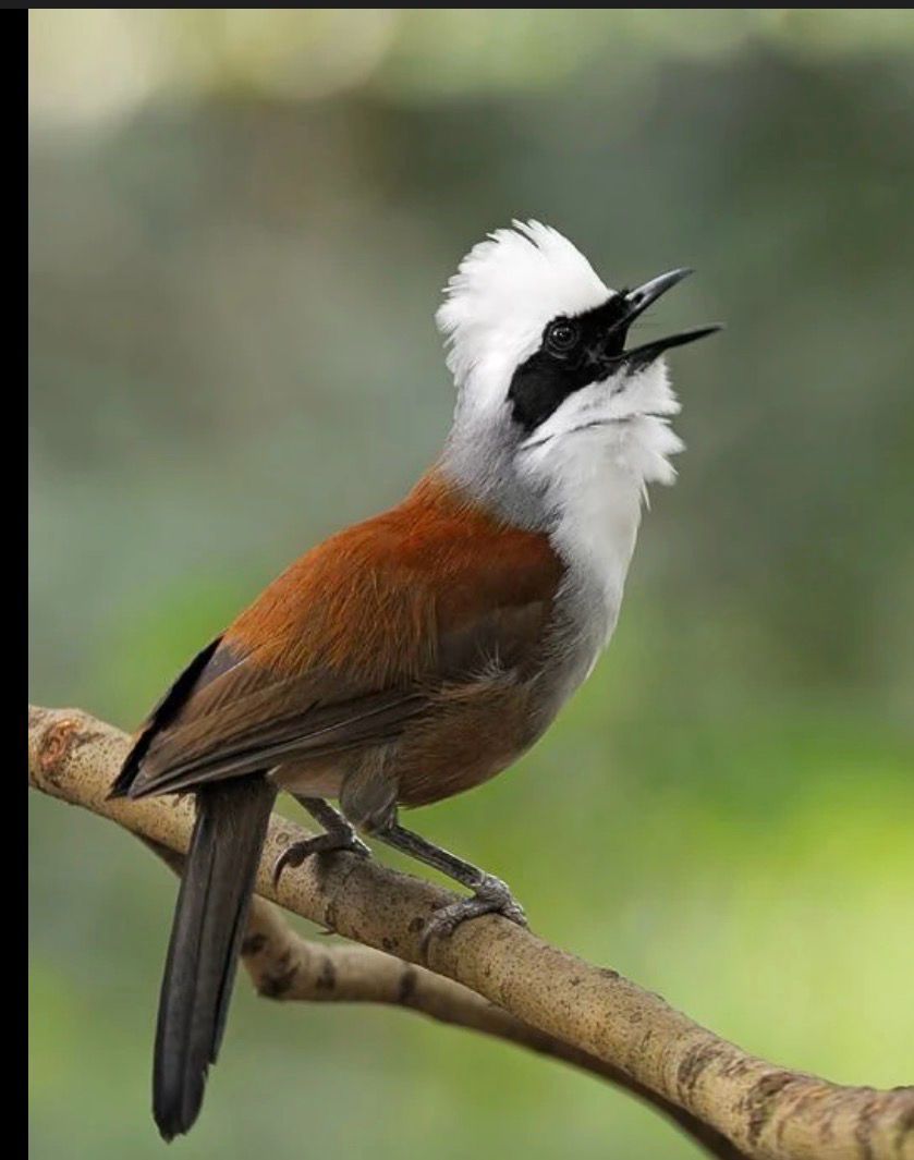 Laughing Thrush