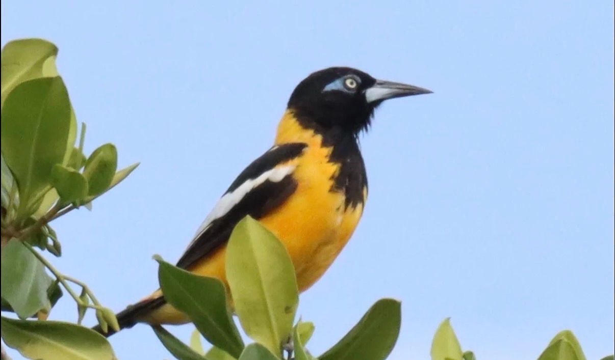 Venezuelan Troupial
