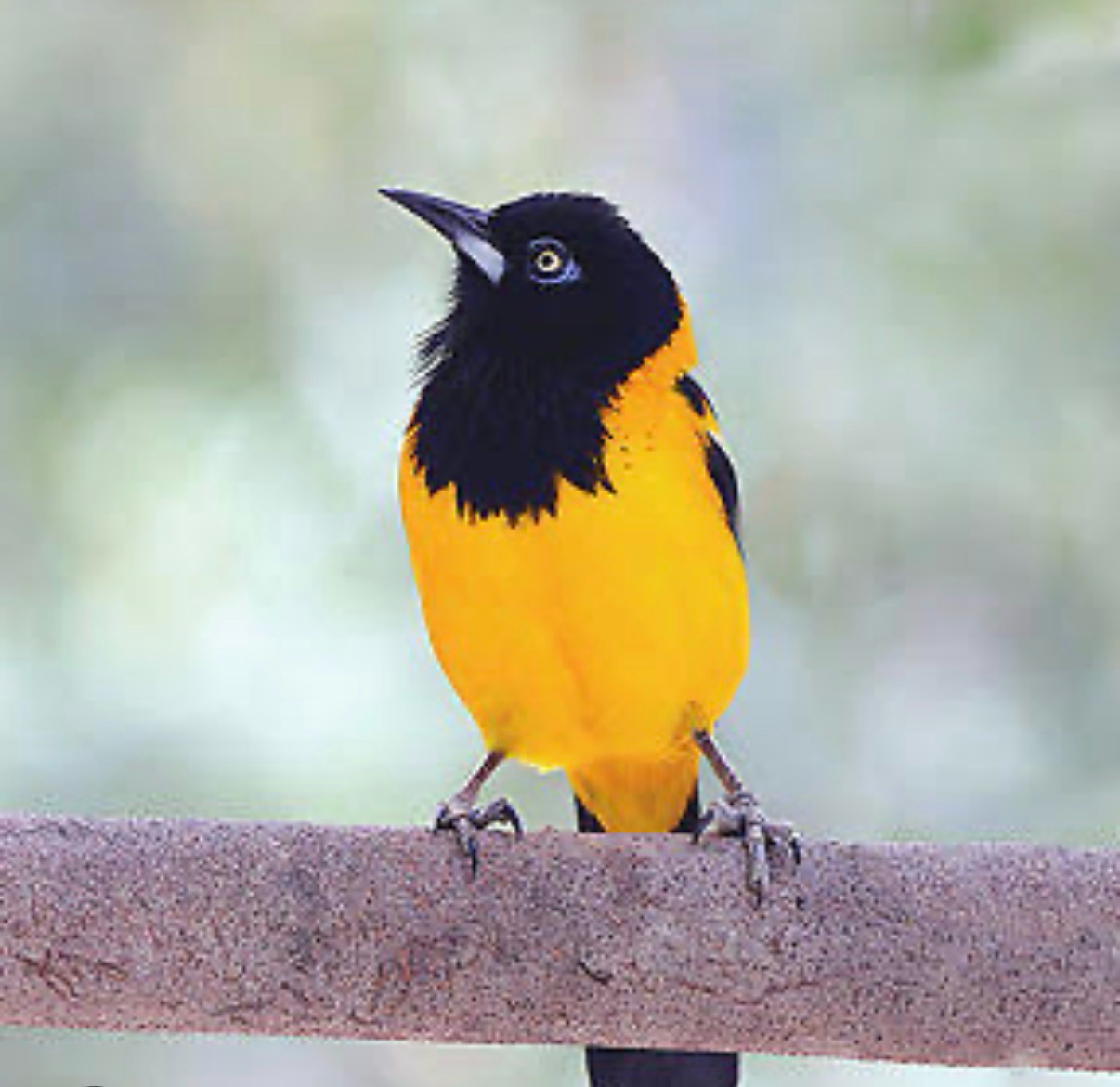 Venezuelan Troupial