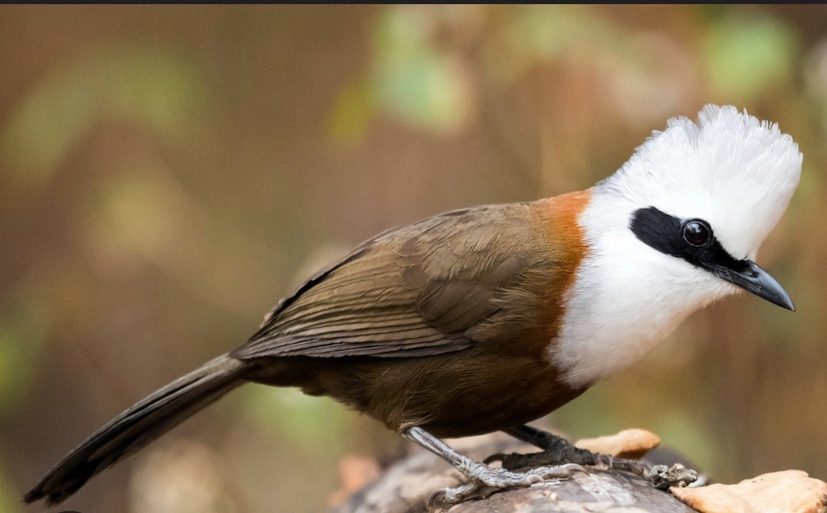 Laughing Thrush