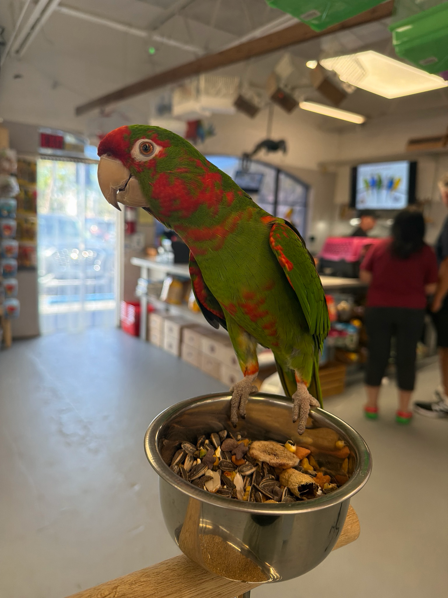 Conures Cherry Heads