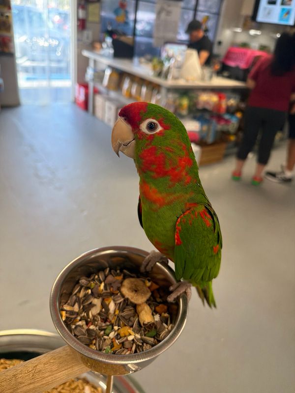 Conures Cherry Heads