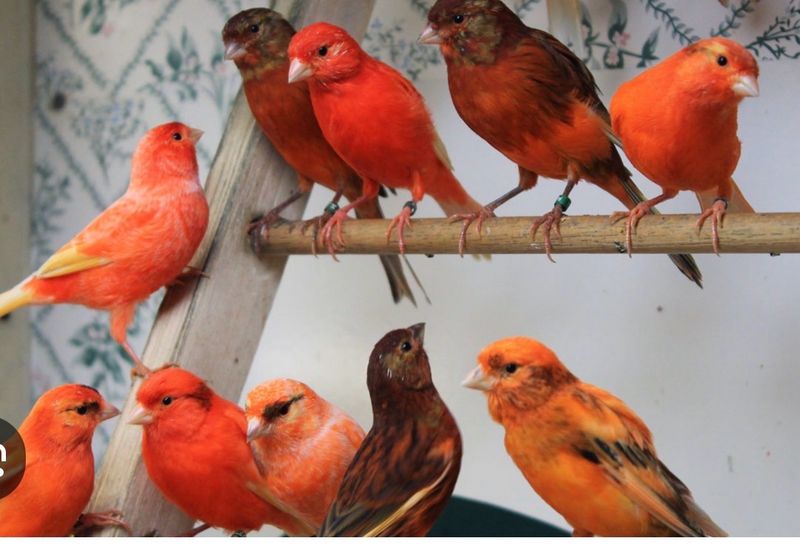 Canaries Reds And Red Crested