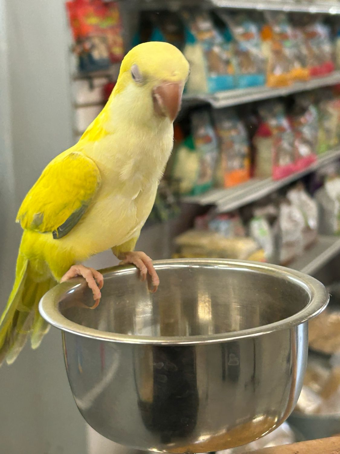 Quaker Parrot Lime Green