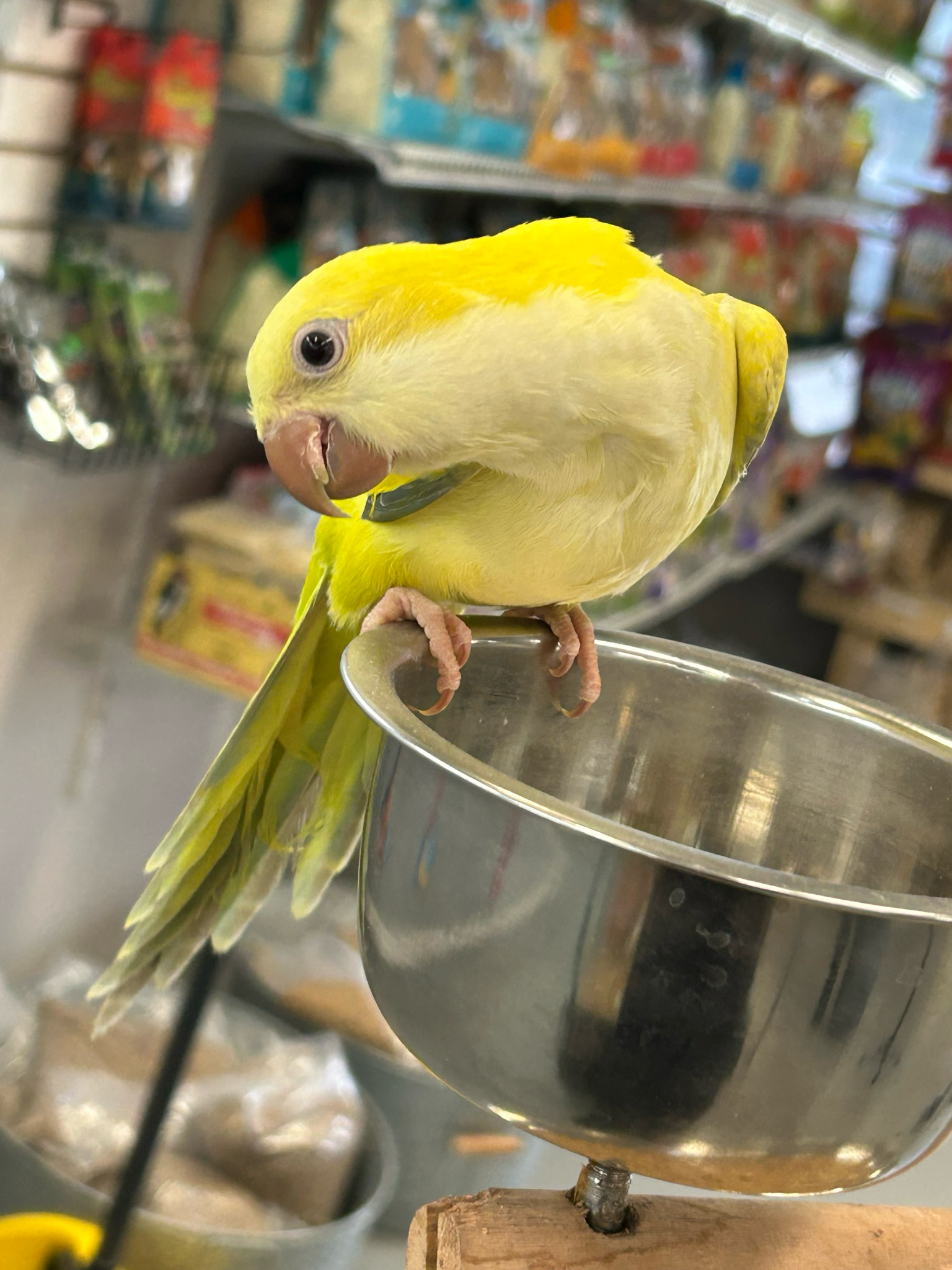 Quaker Parrot Lime Green