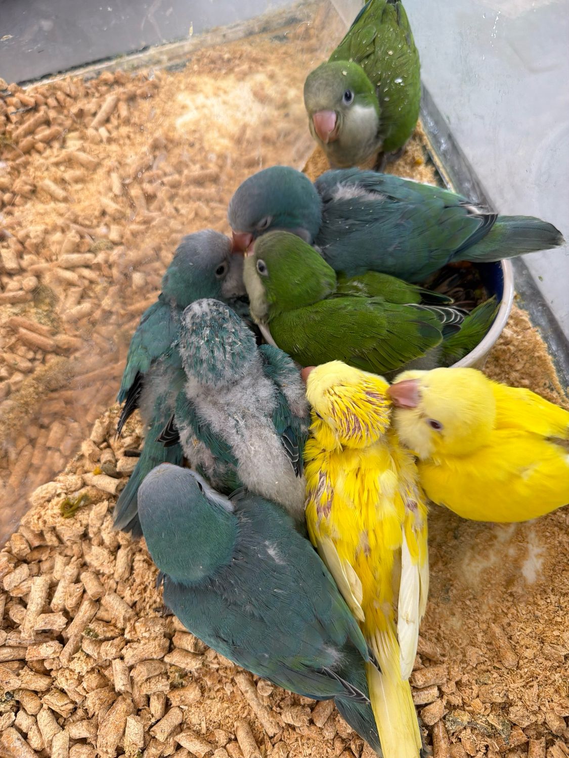 Quaker Parrot Green