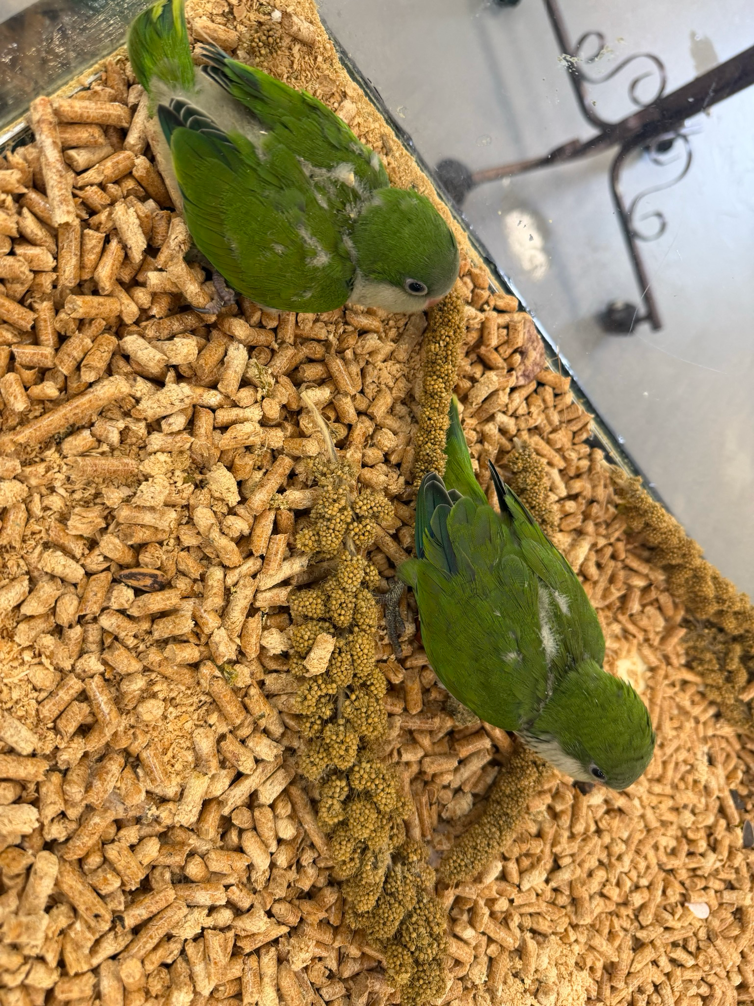 Quaker Parrot Green