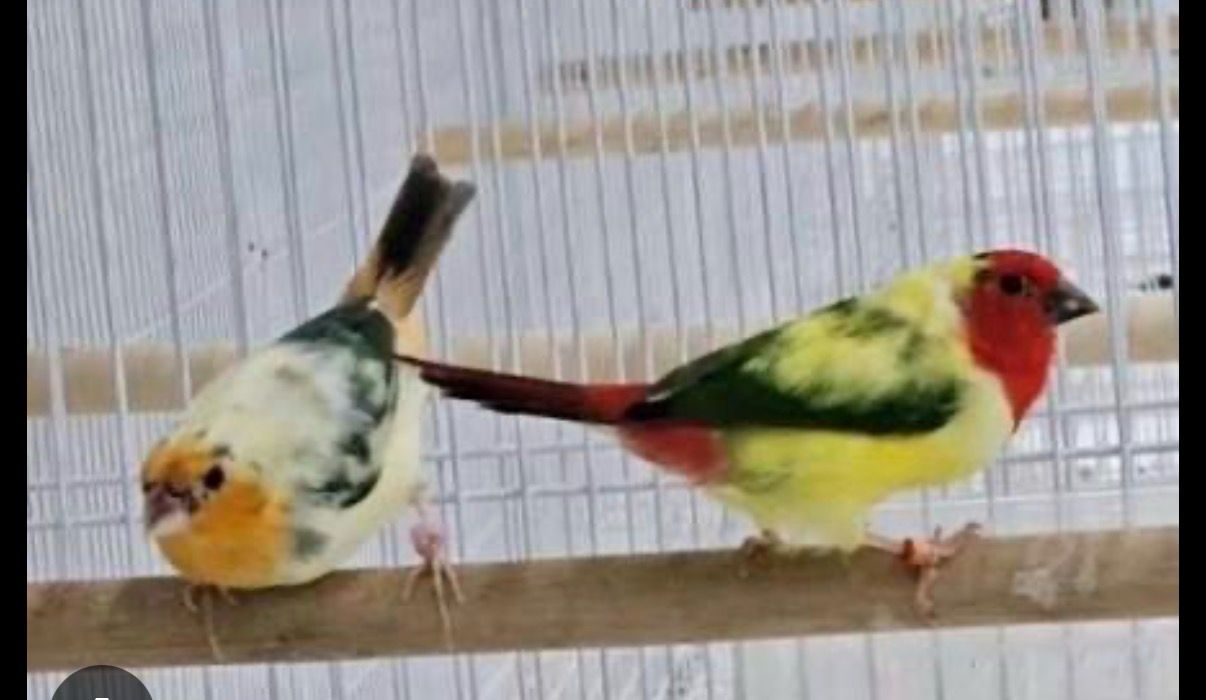 Parrot Finch Pied Red Face